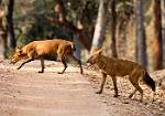 Indian Wild Dogs_2